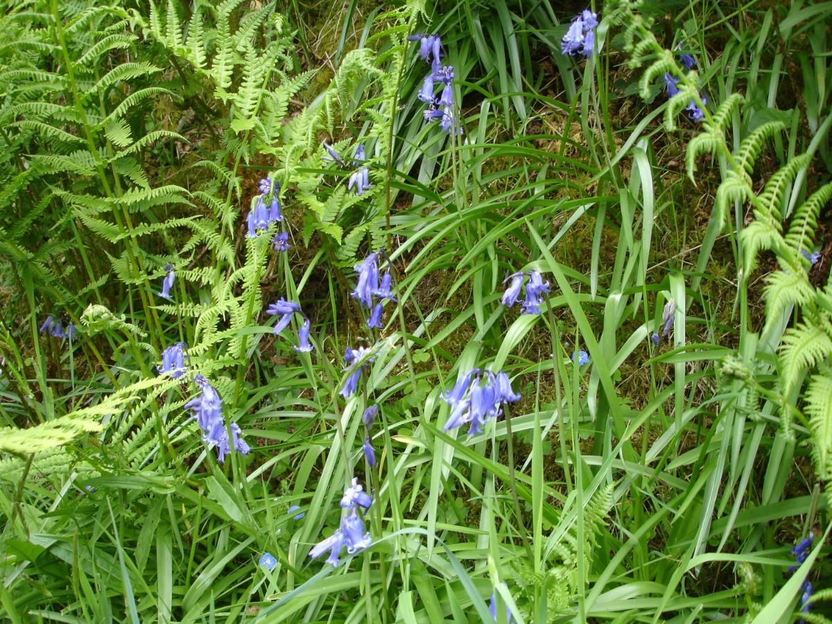Bed and Breakfast The Clochfaen Llangurig Экстерьер фото