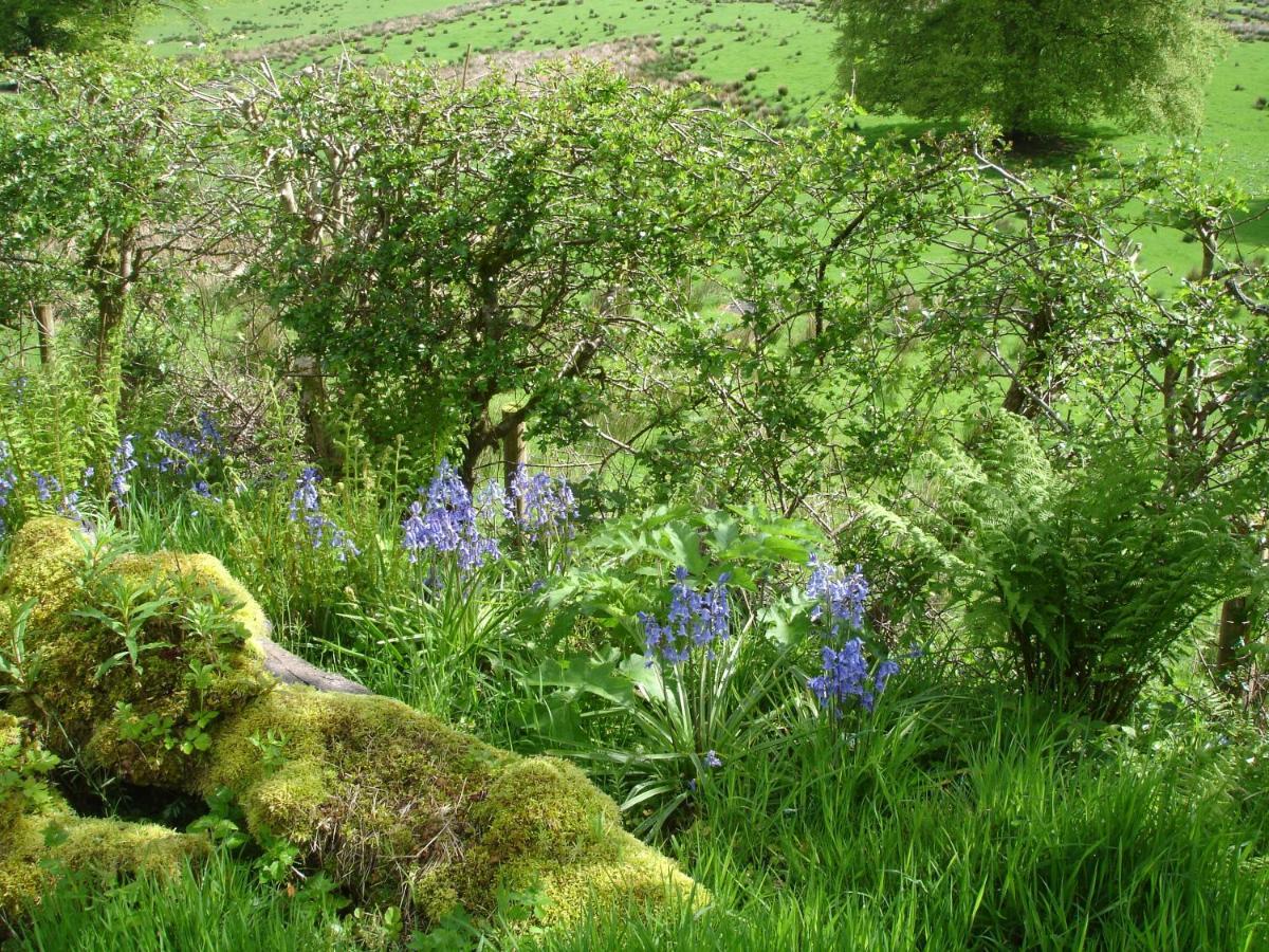 Bed and Breakfast The Clochfaen Llangurig Экстерьер фото